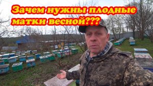 ПЛОДНЫЕ МАТКИ ВЕСНОЙ И КАК УЙТИ ОТ РОЕНИЯ И ПОЛУЧИТЬ БОЛЬШЕ МЁДА.
