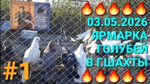 🔥🔥🔥 03.05.26 Ярмарка голубей в г.Шахты. Птичий рынок. Pigeons Fair. Bird Market.