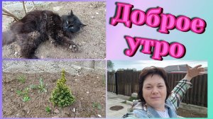 Очень раннее утро.Капуста в мультиварке