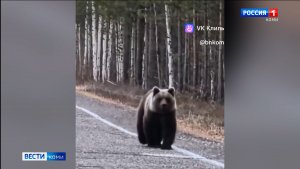 Жители Коми всё чаще встречают медведей