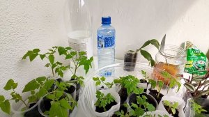 Подкормка рассады. Ответ на вопрос.🌱