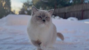 Ева