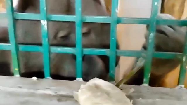 Орангутанг Оле из Калининградского зоопарка пробует различные вкусняшки.