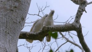 У них попугаи у нас голуби