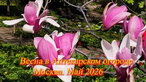 Весна в АПТЕКАРСКОМ ОГОРОДЕ Ботанического сада МГУ. Москва. Май 2026