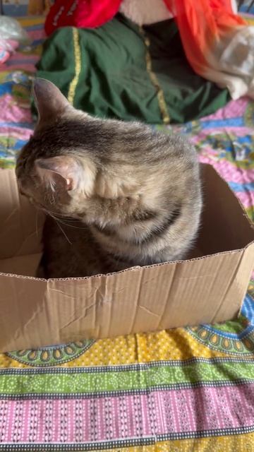 У Зиточки  отдельная квартира 😁😻🤩😍🥰🐈