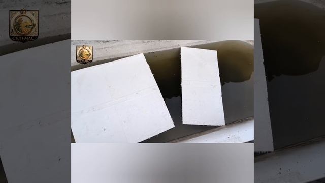 Самый ленивый и простой способ размножения винограда летом.