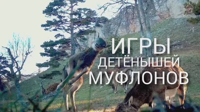 Игры детёнышей муфлонов