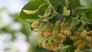 УТРО ИНГУШЕТИИ 050526