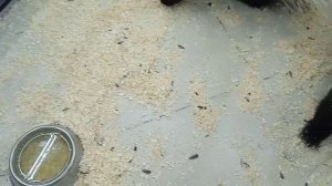 Мы едем в Зоопарк!🐒🦝