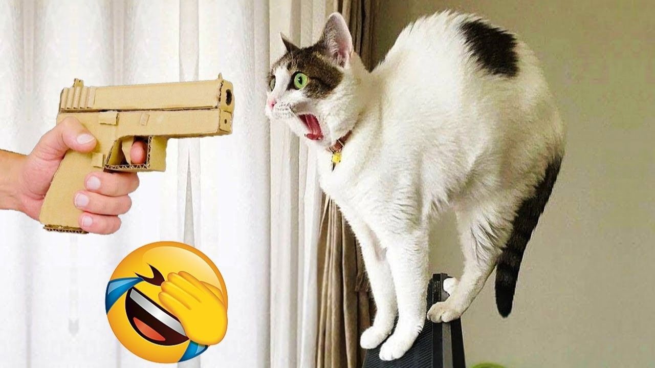 Самые смешные собаки и кошки 2026 года😼🐶Ты смеешься, ты проигрываешь😜