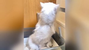 Самый смешной клип про кошек и собак😼🐶||Попробуй не рассмеяться😜