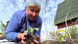 За 40 лет впервые так рано высаживаю. Дай бог чтобы выросла моя капустка