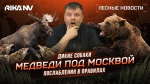 Дикие медведи под Москвой?! Озверевшие собаки в Кузбассе! Лесные новости № 2 с Александром Суседко