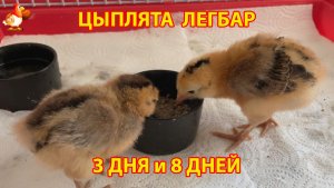 Цыплята Легбар 3 и 8 дней живут в клетке