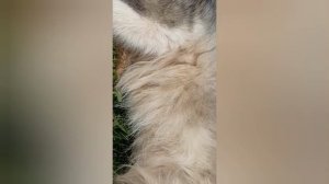 первое видео от Вульфа.🐺