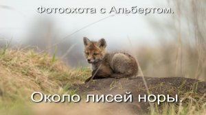 Фотоохота с Альбертом. Около лисей норы.