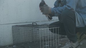 Как отловить голубя