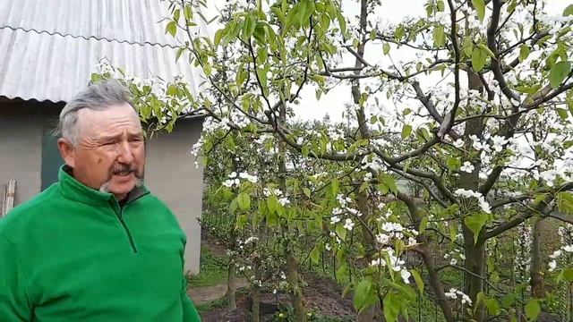 Груша Талгарская красавица особенности сорта, обработки и обрезки
