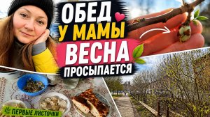 Весна пришла 🌱 Первые листочки в огороде