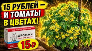 Секрет с дрожжами за 15 рублей!