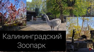 Калининградский зоопарк