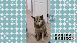 Грустная собака. Видели видео? Фрагмент выпуска от 03.05.2026
