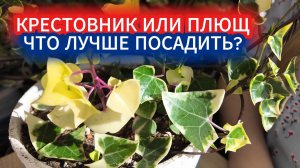 Чем крестовник крупноязычковый отличается от плюща. Уход за крестовником в домашних условиях.