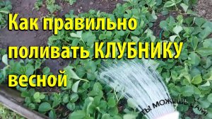 Как правильно поливать КЛУБНИКУ весной