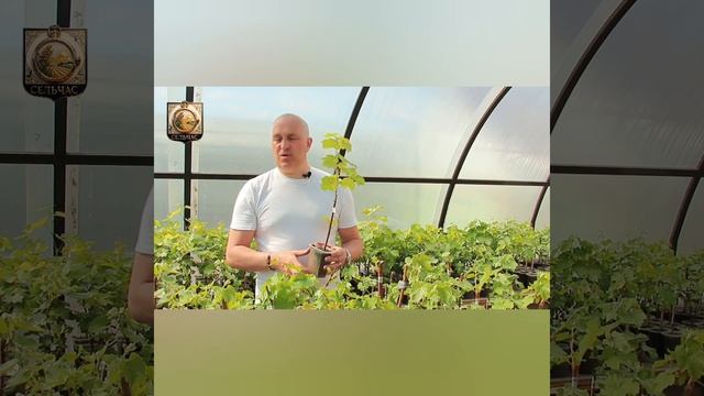 Почему погибают саженцы винограда..?