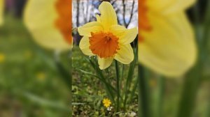 ТЕРНОВЫЙ ВЕНЕЦ.Песня.