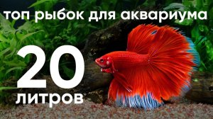 Топ рыбок для аквариума для 20 литров?