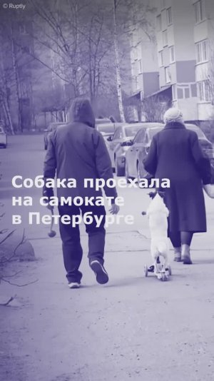 Собака проехала на самокате в Петербурге