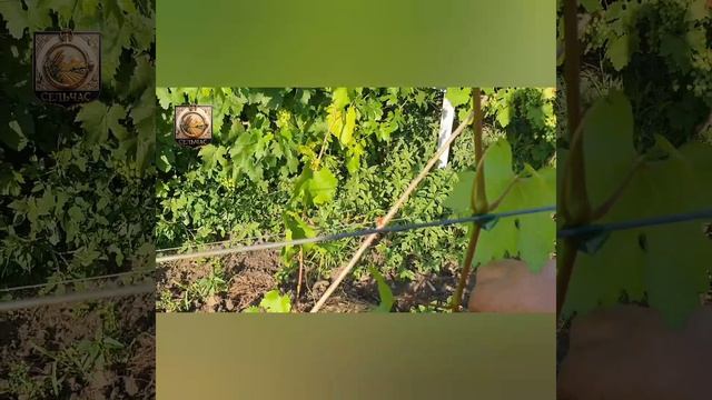 Виноград в первый год посадки.