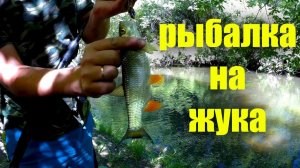 Голавль на майского жука на малой реке. Уехал в ДЖУНГЛИ.