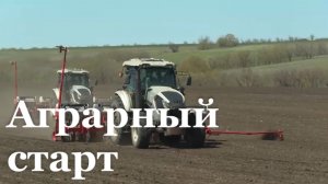 В ЛНР возобновили посев нута и чечевицы спустя 11 лет