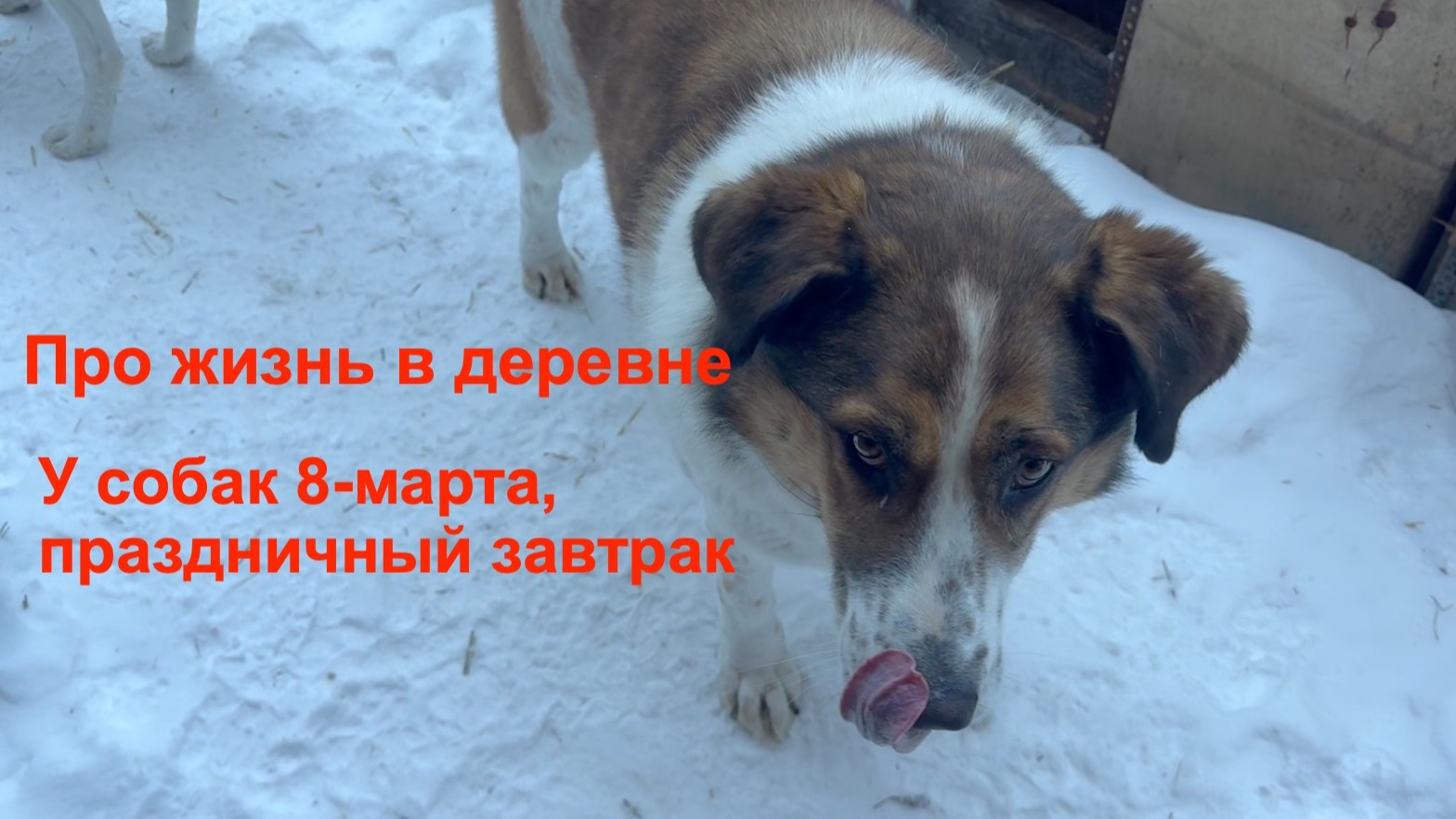 У собак Праздничный завтрак на 8 марта