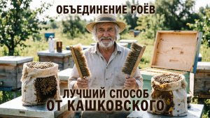 Лучший способ объединения роёв от профессора Кашковского