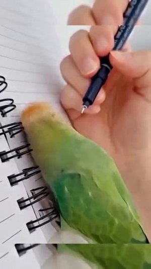Funny Parrot Moments shorts [get.gt]