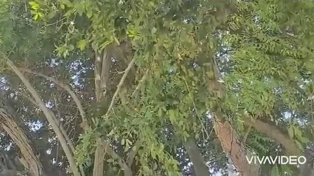 ТАЙЛАНД. ПАТТАЙЯ. ОБЕЗЬЯНЫ ПО ВСЕМУ ПЛЯЖУ
