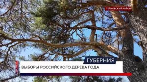 Выборы российского дерева года