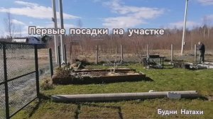 Первые посадки на даче! Петрушку опять сьели!