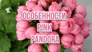 Особенности Pink Pandora. Выпуск от 03.05.26