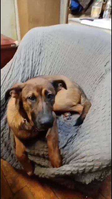 Джулия ищет дом и заботливых родителей! 🏡 🐕 #Москва