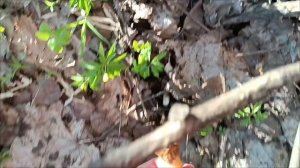 4.05.26. Найдём ли сморчки, что то как то пустовато...