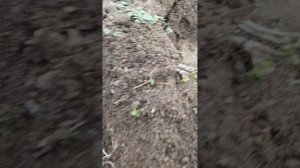 ПОСАДКА ТОМАТОВ В КАРЕЛИИ: тёплые лунки с кроличьим помётом и золой | Зелёная дача