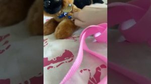 Что?! Новая собачка? Посылочка на 20 подписчиков