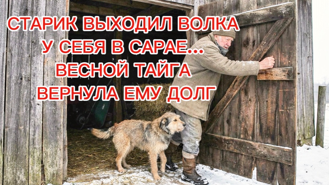 СТАРИК ВЫХОДИЛ ВОЛКА У СЕБЯ В САРАЕ… ВЕСНОЙ ТАЙГА ВЕРНУЛА ЕМУ ДОЛГ смотреть онлайн