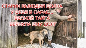 СТАРИК ВЫХОДИЛ ВОЛКА У СЕБЯ В САРАЕ… ВЕСНОЙ ТАЙГА ВЕРНУЛА ЕМУ ДОЛГ