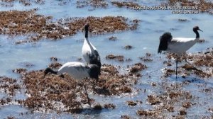 🐦Возвращение редких журавлей в Цинхай